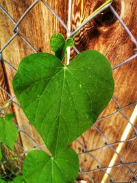 Close-up of green leaves