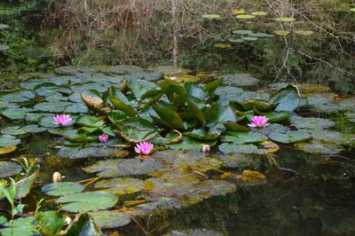 Lotus water lily in lake