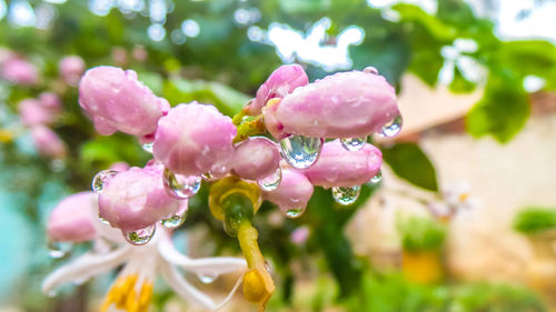 Close-up of wet pink flowering plant during rainy season