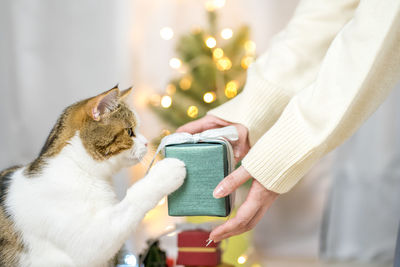 Woman hand holding new year gift box and send to her cat with christmas tree background