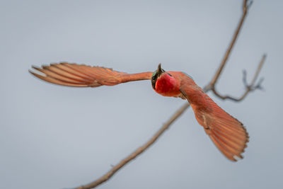 Low angle view of bird flying against sky