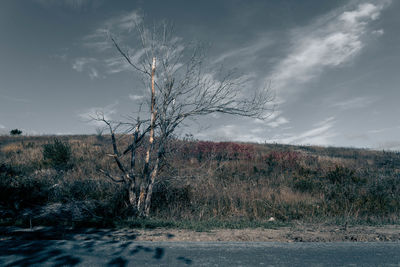 Bare tree on field against sky
