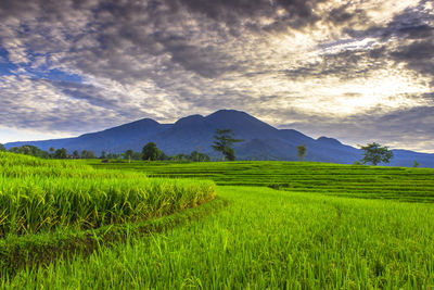 Scenic view of agricultural field against sky