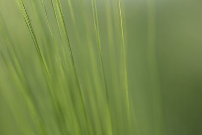 Full frame shot of grass leaf