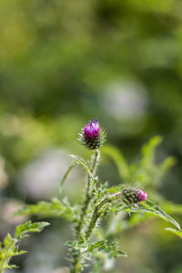 Close-up of flower against blurred background