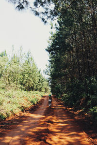 Rear view of person walking on road in forest