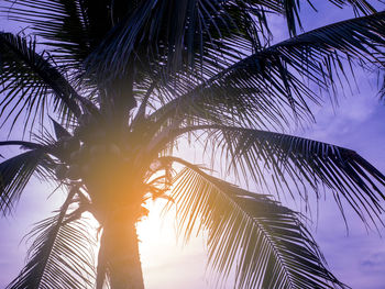 Low angle view of coconut palm tree against sky