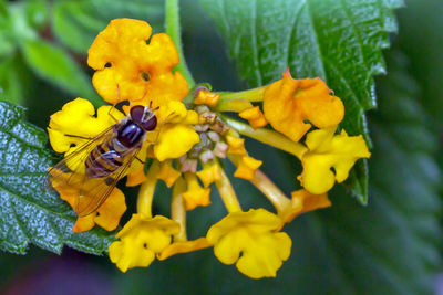 Close-up of bee pollinating yellow flowers
