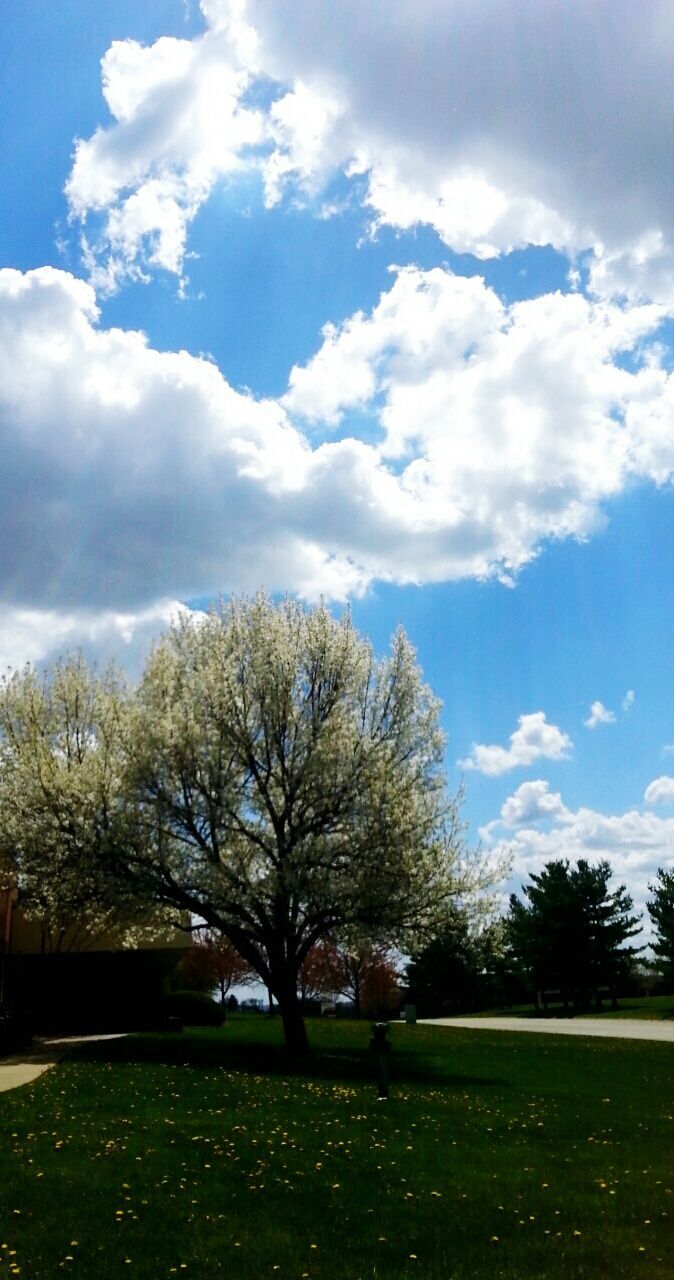 tree, sky, grass, cloud - sky, tranquility, field, tranquil scene, cloud, grassy, green color, landscape, beauty in nature, nature, growth, cloudy, scenics, park - man made space, branch, day, bare tree