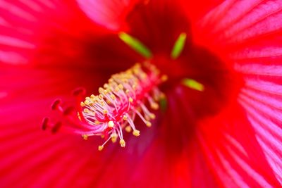 Close-up of red hibiscus