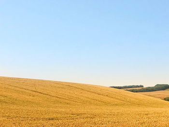 Scenic view of field against clear blue sky