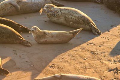 High angle view of sheep on sand