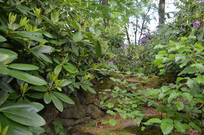 Close-up of plants growing in yard