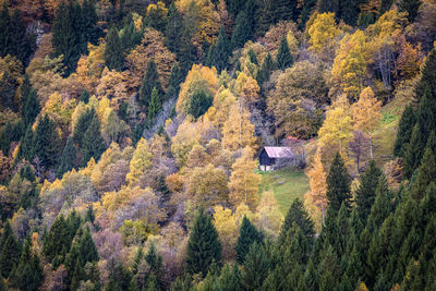 High angle view of pine trees in forest during autumn