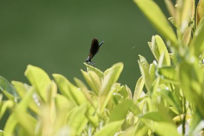Close-up of insect on plant
