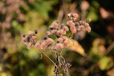 Close-up of flowers against blurred background