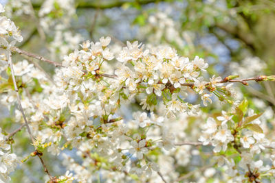 Close-up of a flowering prunus avium tree with white blossoms.blooming sweet cherry tree in spring. 