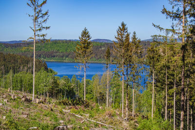 Scenic view of forest against clear blue sky