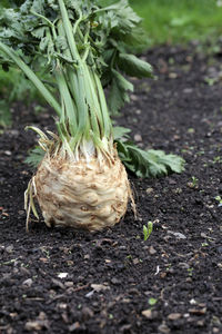 Close-up of celery on field