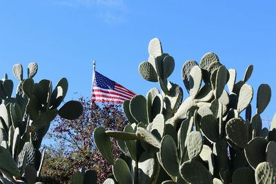 Low angle view of plants against clear blue sky