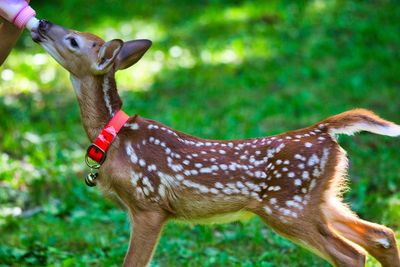 Close-up of a fawn