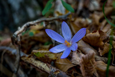 Close-up of flowers blooming outdoors