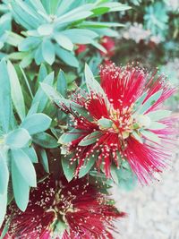 Close-up of red flowers blooming outdoors