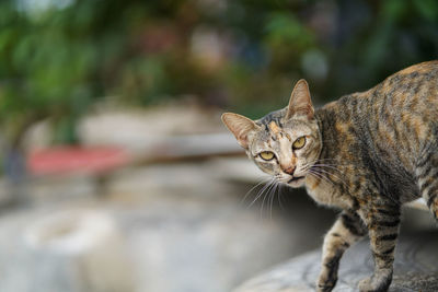 Cat looking and going to walk selective eye focus and blur background