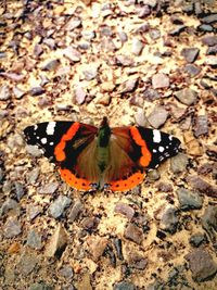 Close-up of butterfly on leaf