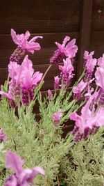 Pink flowers blooming in park