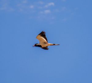 Low angle view of bird flying