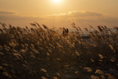 Silhouette plants on field against sky during sunset