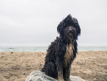 Tibetan terrier on beach against sky