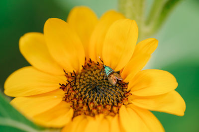 Close-up of yellow flower