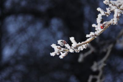 Close-up of frozen plant