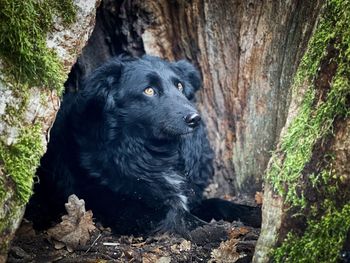 Portrait of black dog hiding in a tree hollow