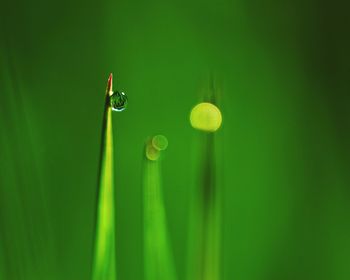 Close-up of dew drops on grass