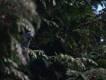 Bird in a forest