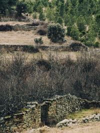 Scenic view of forest