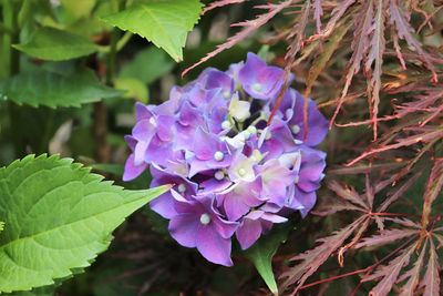 Close-up of purple flowering plant