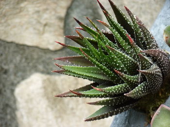 Close-up of succulent plant