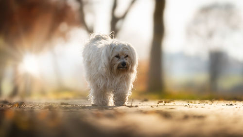 Dog standing on land