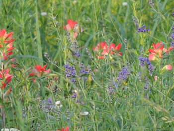 Close-up of poppy flowers blooming on field