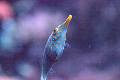 Close-up of fish swimming in tank at aquarium