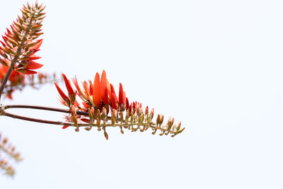 Close-up of flowering plant against white background