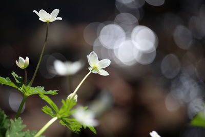 Close-up of white flowers