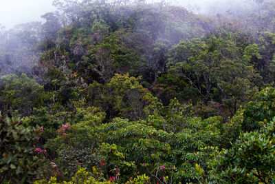 Trees in forest