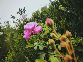 Close-up of pink flowering plants