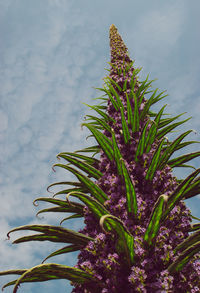 Close-up of flowering plant against sky