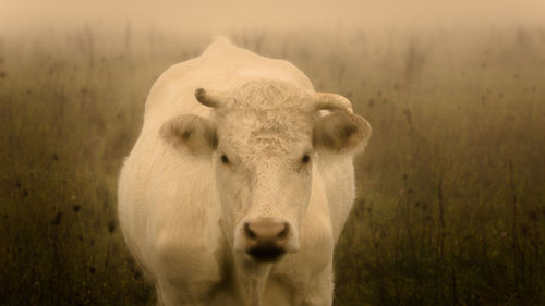 View of cow on field